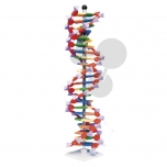 Velký model DNA